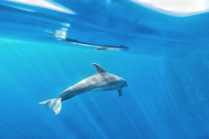 Kayak Safari With Dolphin and Turtle Watching in Guaza - Confirmation and Accessibility Details