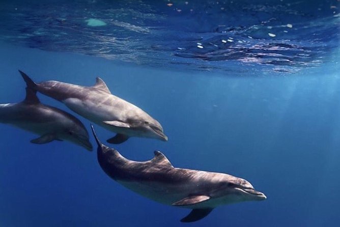 Kayak Safari With Dolphin and Turtle Watching in Guaza - Physical Fitness Requirements