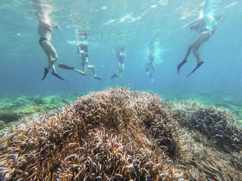Kayak&Snorkel Tour - The Secret of the Posidonia - Final Thoughts: Is This Tour for You?