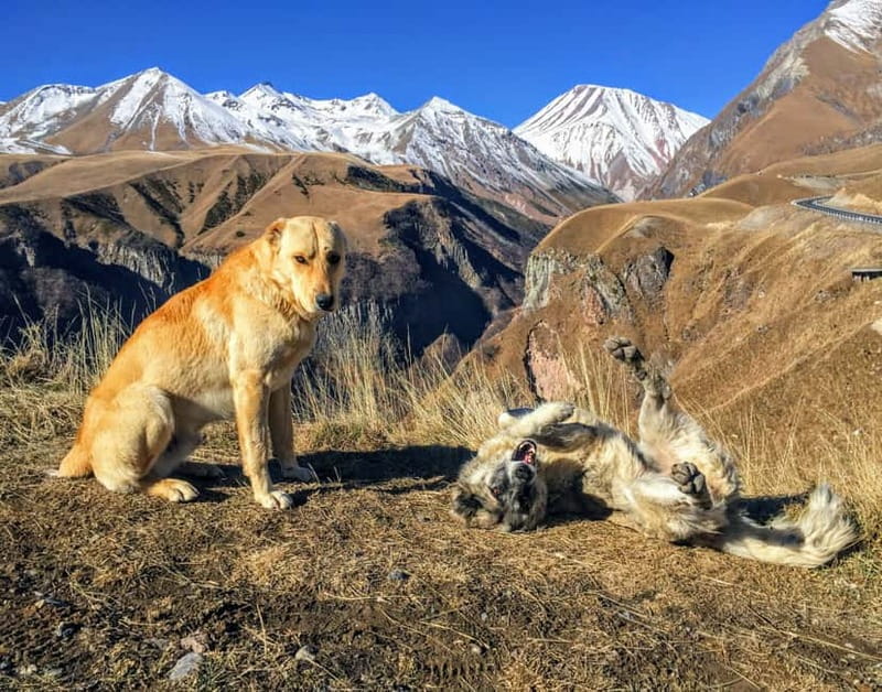 Kazbegi, Stepantsminda, and Gudauri Tour - Price & Value