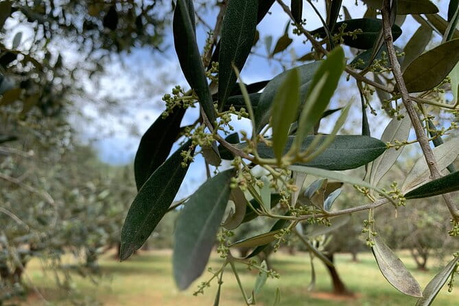 Kefalonia Farm Tour on E-Bikes - Introducing the Kefalonia Farm Tour on E-Bikes
