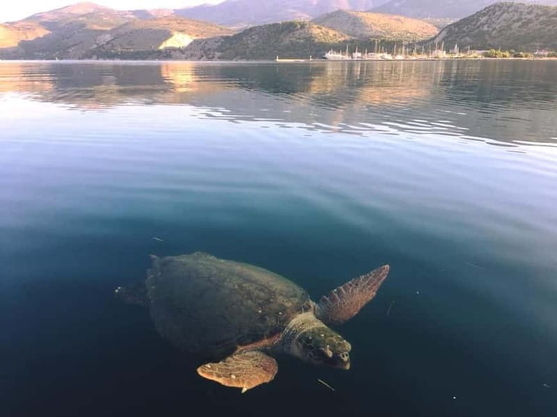 Kefalonia Nature & Beach Tour  Turtles, Caves & Hidden Gems - The Sum Up