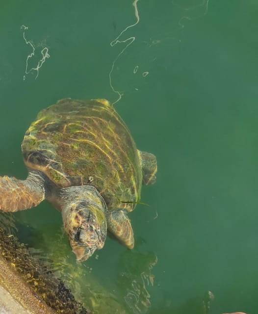 Kefalonia Private Cruise -Shore Excursion from Argostoli - The Sum Up: A Genuine Kefalonia Experience for Curious Travelers