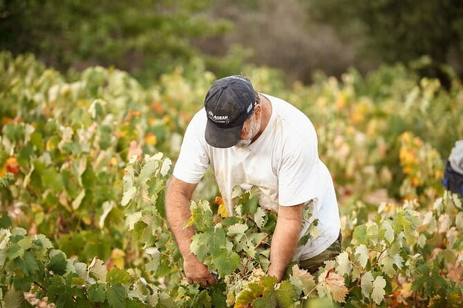 Kefalonia Wine Adventure in 3 Wineries With Tastings - Final Thoughts