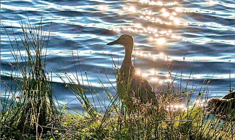 Kemeri N Park, Jurmala, Lake Melnezers & White Castle Hotel - Final Thoughts: Who Will Love This Experience?