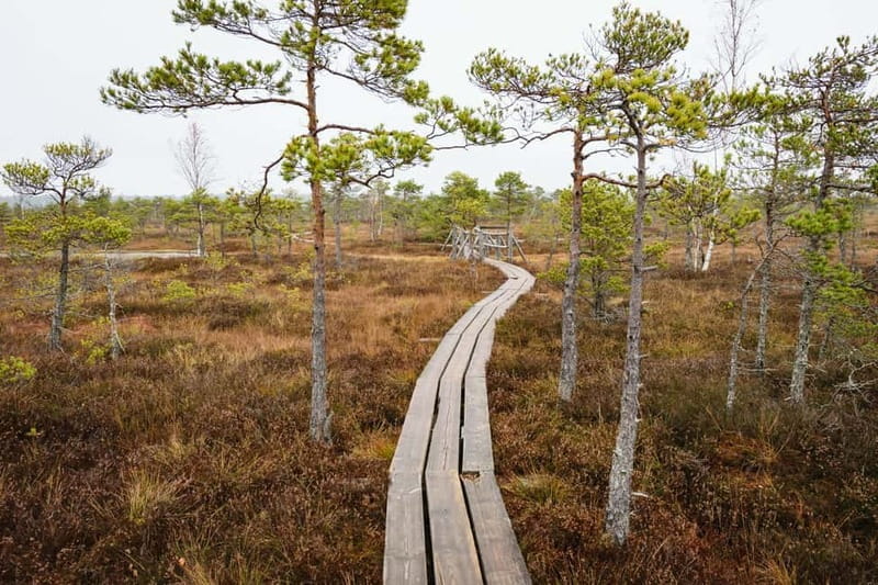 Kemeri National Park & Baltic Seaside Tour Bog Boardwalk - A Day Out in Latvia’s Natural Wonderland: Kemeri National Park & Baltic Seaside Tour