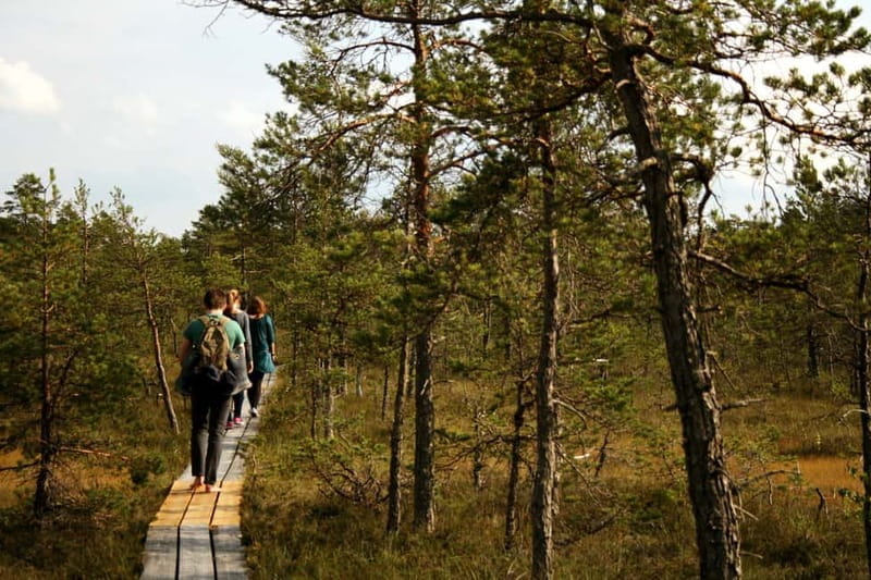 Kemeri National Park & Baltic Seaside Tour Bog Boardwalk - Who Will Love This Tour?