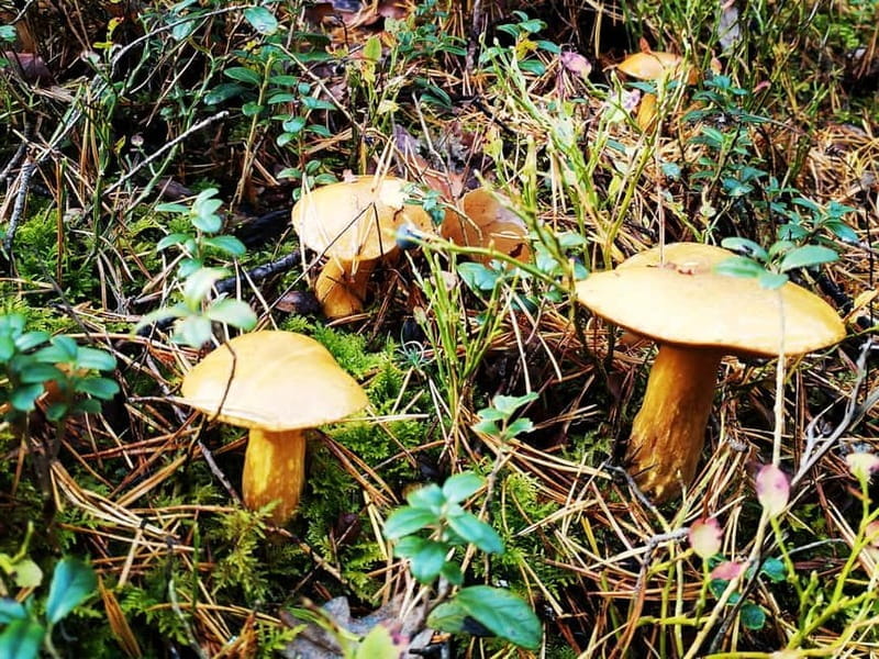 Kemeri National Park Bog Trail near Riga - Itinerary Breakdown