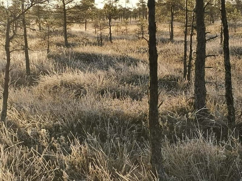Kemeri National Park Bog Trail near Riga - Final Thoughts