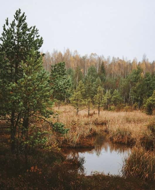 Kemeri National Park Guided Tour - Price and Value