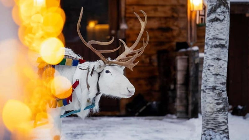 Kemi-Tornio: Reindeer farm experience - Key Points / Takeaways