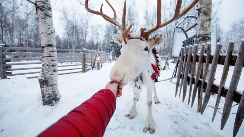 Kemi-Tornio: Reindeer farm experience - Practical Details: What You Need to Know