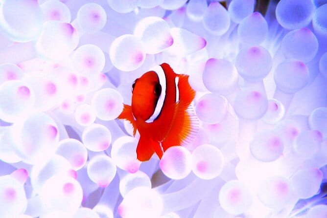 Kerama Islands Experience Dive/Snorkeling/Whale Watching Service - Meeting and Pickup