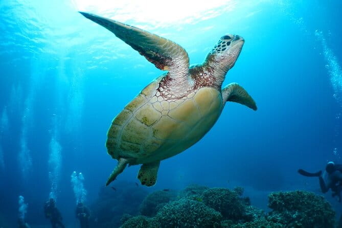 Kerama Islands Experience Dive/Snorkeling/Whale Watching Service - Cancellation Policy