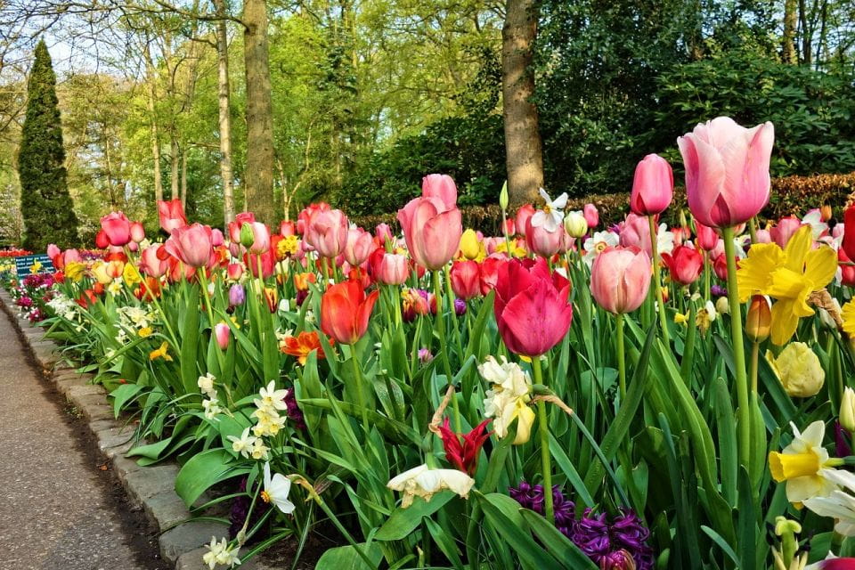 Keukenhof Gardens and Tulip Experience Tour From Amsterdam - Key Points