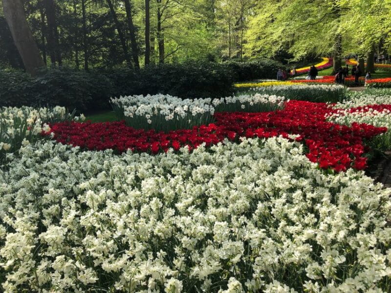 Keukenhof, Tulip Farm, Flower Fields & Windmills - Key points / Takeaways