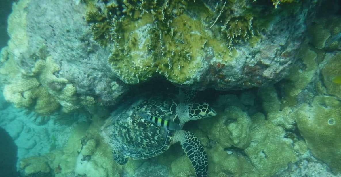 Key West: Dolphin & Snorkel Boat Tour With Sunset Option - Exploring Key West