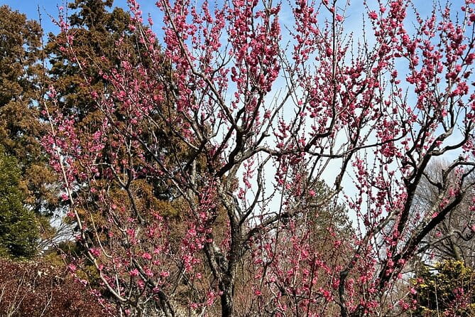 Kichijoji International Anime Film Festival and Guided Town Tour - Exploring Kichijojis Charming Neighborhoods