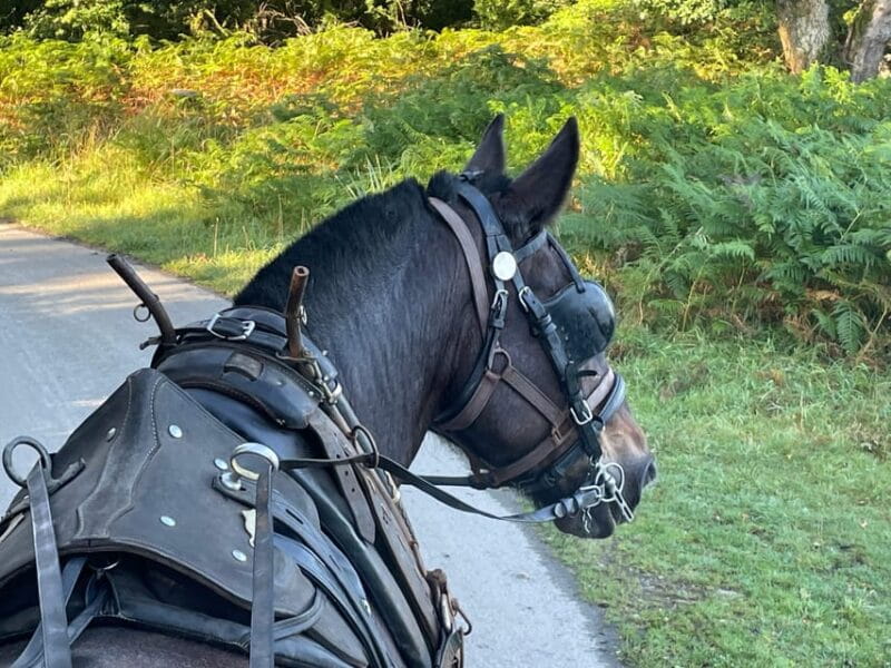 Killarney Carriage Tours National Park and Lakes - Final Thoughts