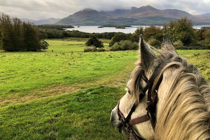 Killarney National Park Horseback Ride. Co Kerry. Guided. 1 hour. - A Closer Look at the Experience