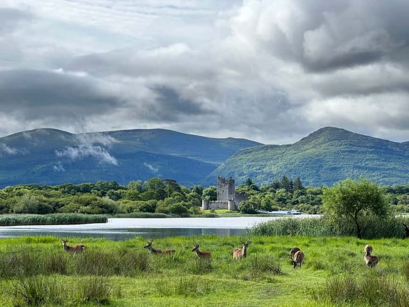 Killarney National Park Tour - Why This Tour Is a Good Value