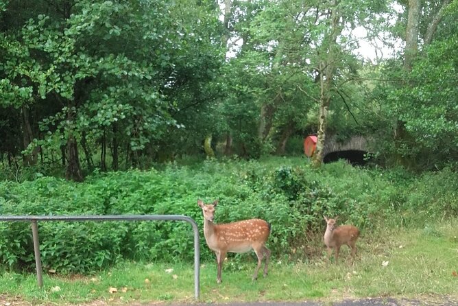 Killarney National Park Tour - Overview of the Tour