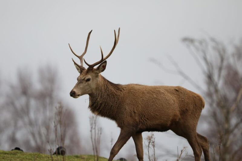 Kingussie: Highland Wildlife Park Entry Ticket - Exploring Highland Wildlife Park: A Journey into Scotland’s Natural World