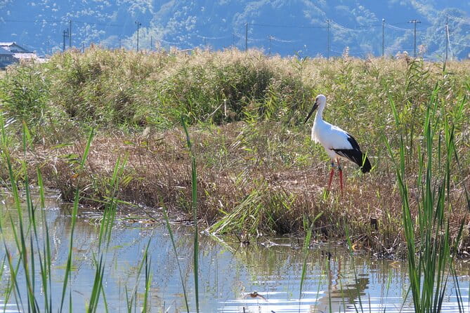 Kinosaki:Rental Electric Scooter-Natural Treasures Route-/120min - What to Expect on the Tour