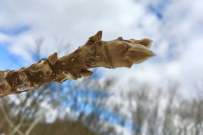 Kinshu Lake Private Snow Trekking Activity - Inclusions and Additional Details