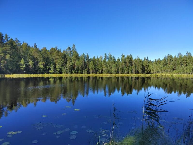 Kintulammi Nature Experience (Nature reserve near Tampere) - Nature, Wildlife, and Seasonal Foraging