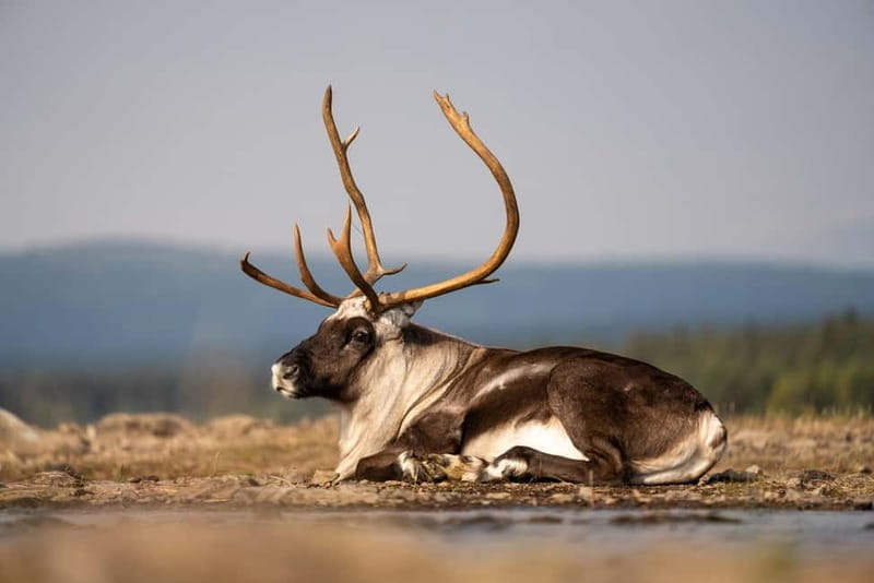 Kiruna: Arctic Summit Views in the Midnight Sun - Journey Through the Arctic: A Practical Review