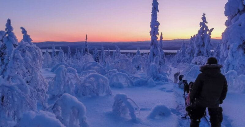 Kiruna: Guided Afternoon Drive Your Own Dog Sled Tour - Key points / Takeaways