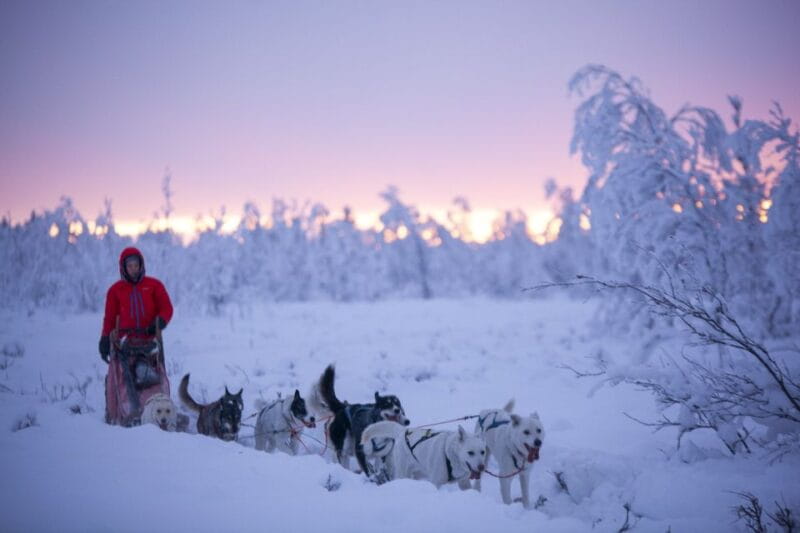 Kiruna: Guided Afternoon Drive Your Own Dog Sled Tour - The Value of the Tour