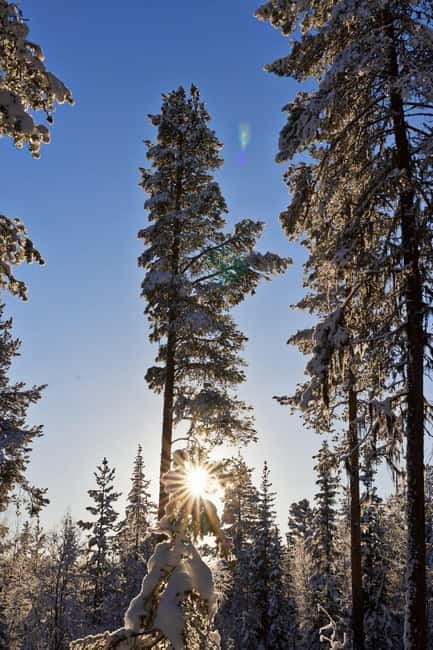 Kiruna: Husky Sled Ride with Traditional Lunch - Key points / Takeaways