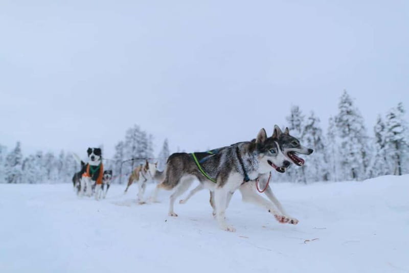 Kiruna: Husky Sled Ride with Traditional Lunch - The Heartwarming Lunch: More Than Just Food