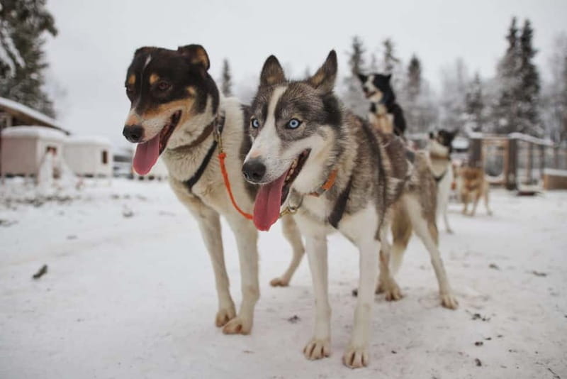 Kiruna: Husky Sled Ride with Traditional Lunch - Who Will Love This Tour?
