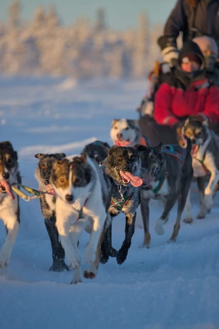 Kiruna: Morning Husky Sled Ride with Coffee Break - Discovering the Joy of a Husky Sled Ride in Kiruna