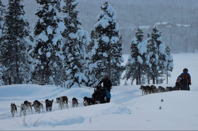 Kiruna: Morning Husky Sled Ride with Coffee Break - Key points / Takeaways