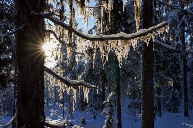 Kiruna: Morning Husky Sled Ride with Coffee Break - The Huskies and the Guides: Making It Special