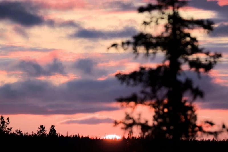 Kiruna: Northern Lights Dog Sled Tour with Swedish Fika - Key Points / Takeaways