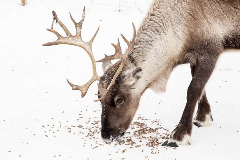 KIRUNA: Reindeer Sled Ride in the Countryside - Key Points / Takeaways