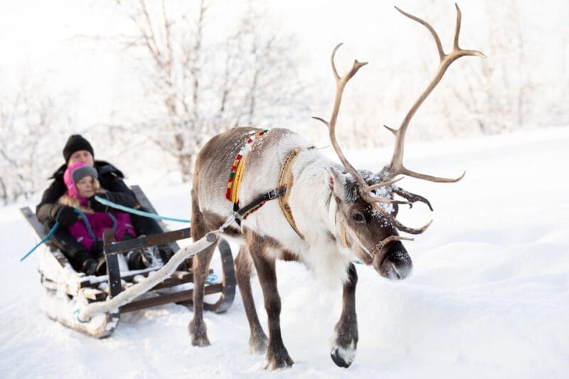 KIRUNA: Sami Reindeer Experience - Entering the World of Sami and Reindeer