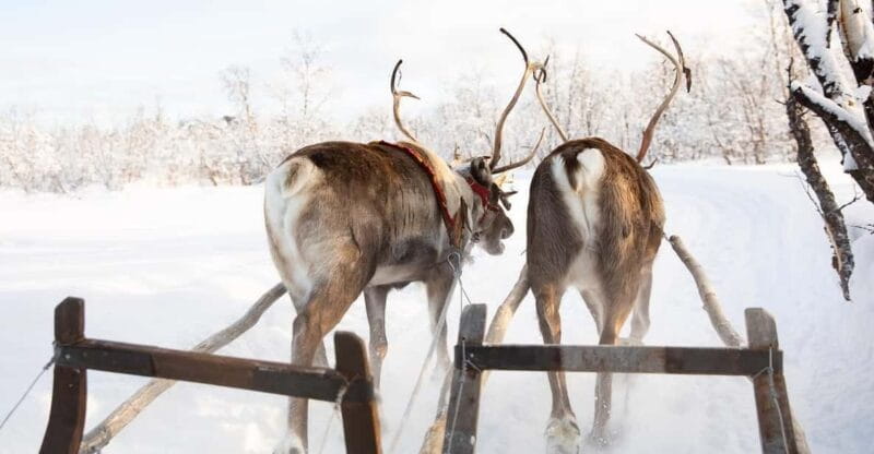 KIRUNA: Sami Reindeer Experience - Trying Your Hand at Lassoing and Sami Skiing