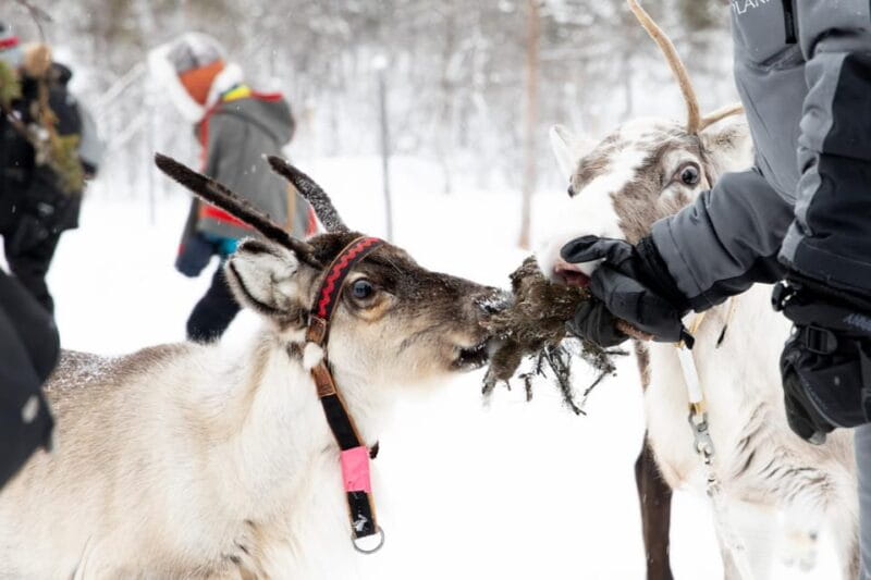 KIRUNA: Sami Reindeer Experience - Practicalities and Logistics