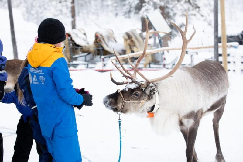 KIRUNA: Sami Reindeer Experience - Who Will Love This Tour?