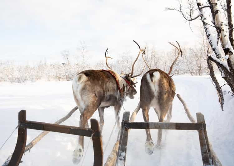 KIRUNA: Sami Reindeer Experience - The Sum Up