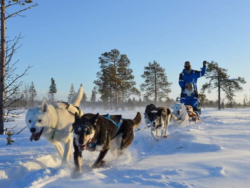 Kiruna: Self-drive Husky Morning Tour - The Value and Who Will Love This Tour