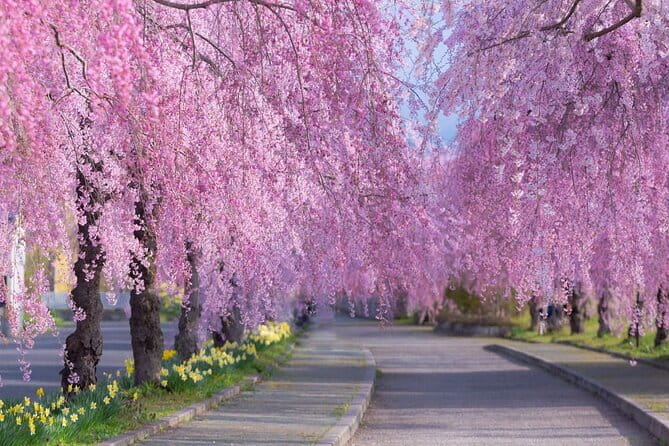 Kitakata Full-Day Private Tour With Government-Licensed Guide - Cultural Immersion and Insights