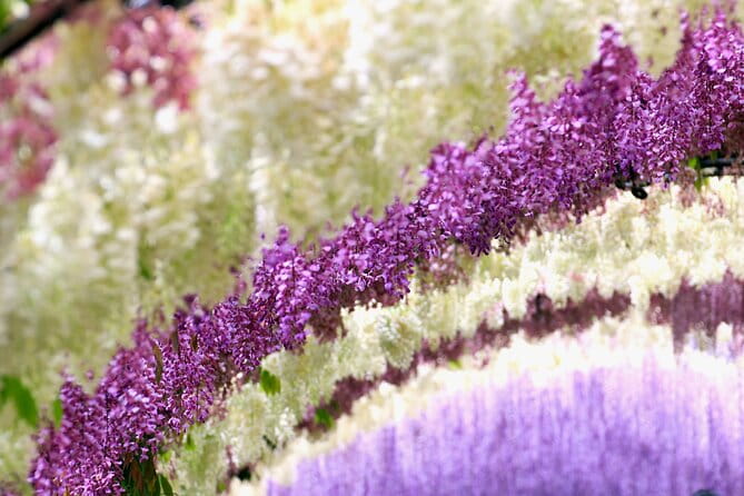 Kitakyushu Kawachi Wisterias Blossom Garden Day Bus Tour - Meeting and Pickup Information