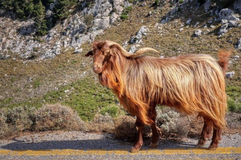 Knossos, Tracing Zeus in Mythic Lands & Olive Mill | Private - Scenic Villages and the Legend of the Haunted Plane Tree